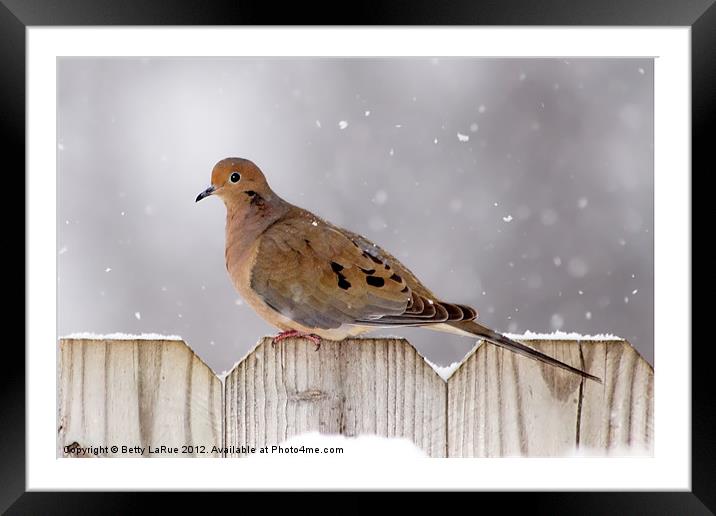 Winter Dove Framed Mounted Print by Betty LaRue