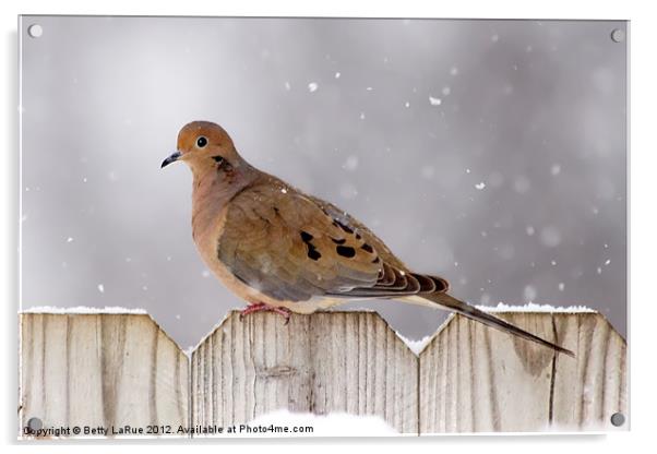 Winter Dove Acrylic by Betty LaRue
