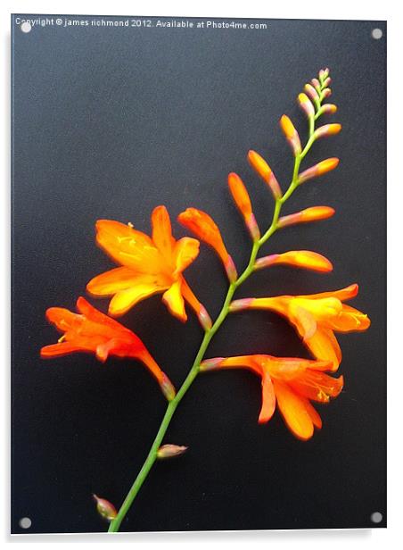 Montbretia Florescence Acrylic by james richmond