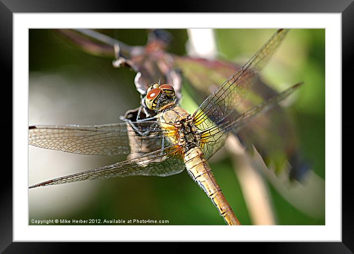 Damsalfly in the garden Framed Mounted Print by Mike Herber