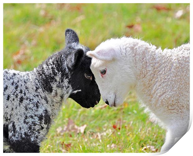 Black and white Lambs Print by Diana Mower