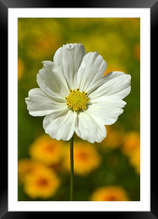 Cosmos Portrait Framed Mounted Print by Donna Collett