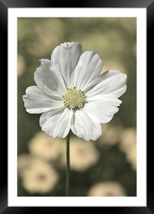 Delicate Cosmos Portrait Framed Mounted Print by Donna Collett