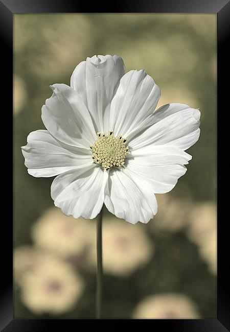 Delicate Cosmos Portrait Framed Print by Donna Collett