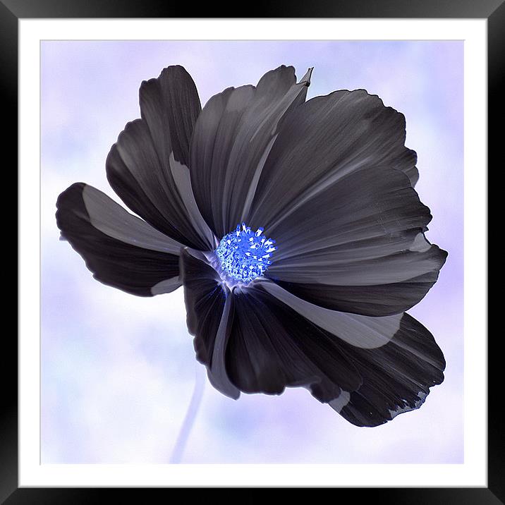 Cosmos Negative Framed Mounted Print by Donna Collett