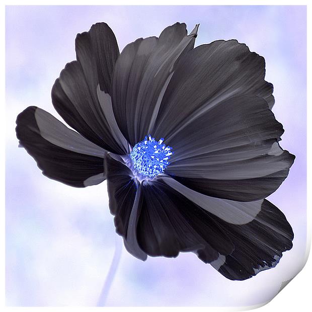 Cosmos Negative Print by Donna Collett