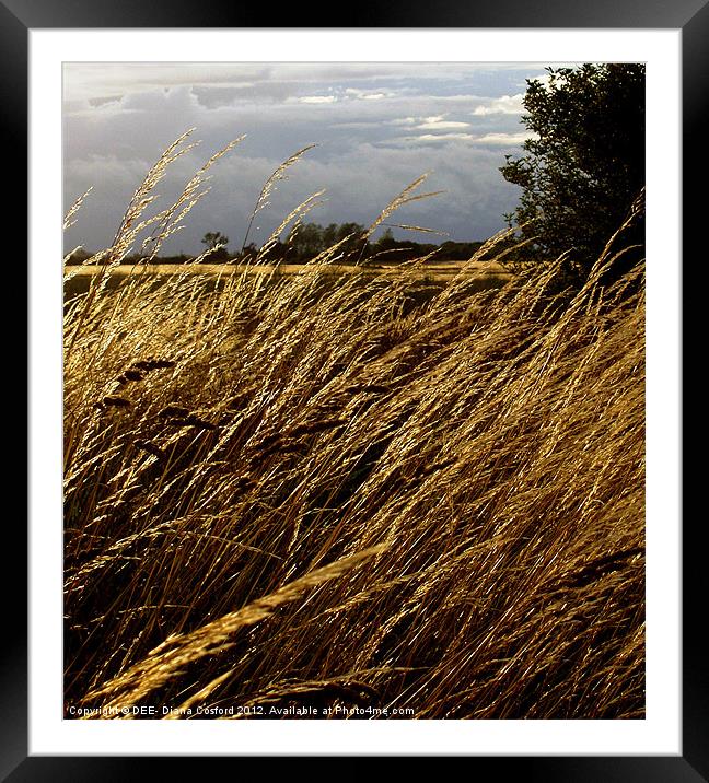 Windswept grasses Cranfield Airport Framed Mounted Print by DEE- Diana Cosford
