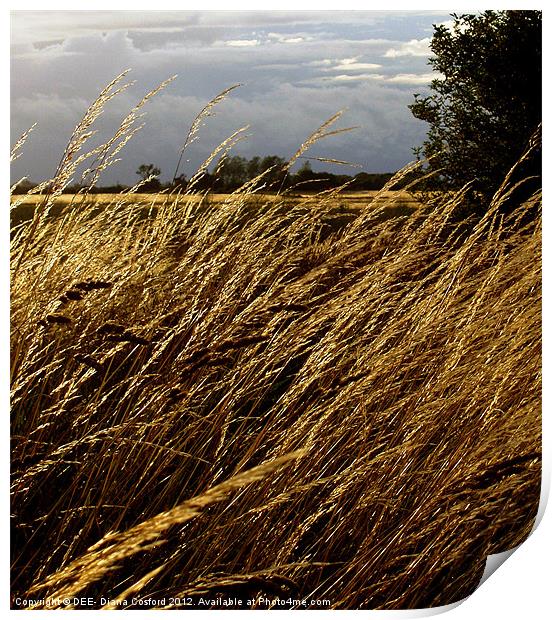 Windswept grasses Cranfield Airport Print by DEE- Diana Cosford