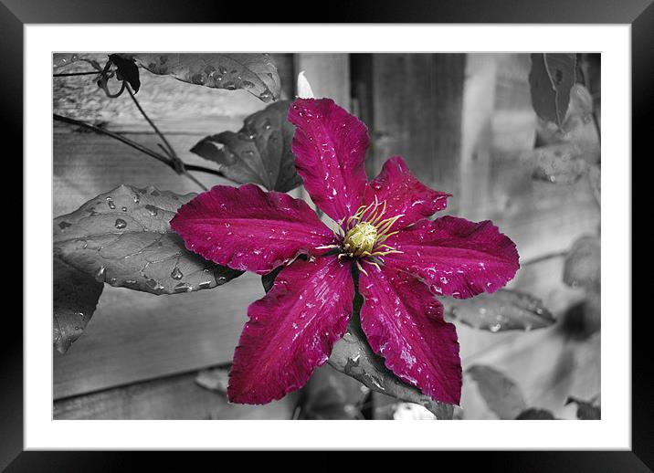 Purple Clematis Framed Mounted Print by Simon Garvey