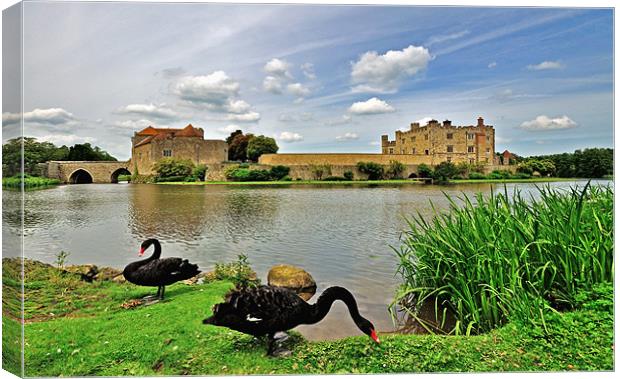 Black Swans at Leeds Castle Canvas Print by Bel Menpes