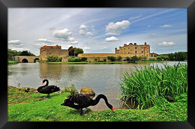 Black Swans at Leeds Castle Framed Print by Bel Menpes