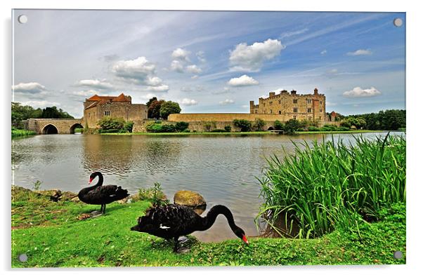 Black Swans at Leeds Castle Acrylic by Bel Menpes
