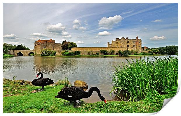 Black Swans at Leeds Castle Print by Bel Menpes