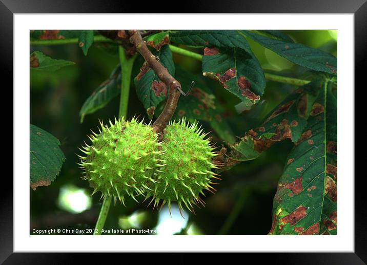 Couple of Conkers for the grey ladies Framed Mounted Print by Chris Day