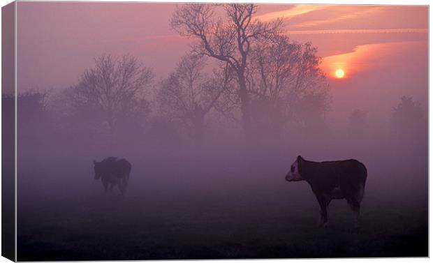 cows at sunrise Canvas Print by meirion matthias