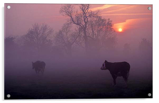 cows at sunrise Acrylic by meirion matthias