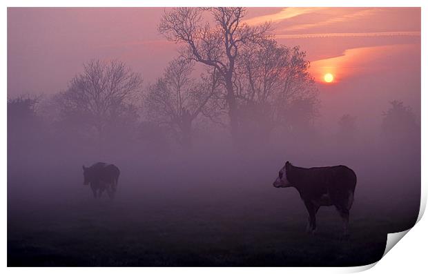 cows at sunrise Print by meirion matthias