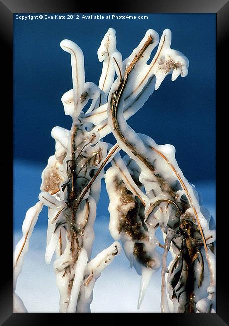 Ice Covered Weeds Framed Print by Eva Kato