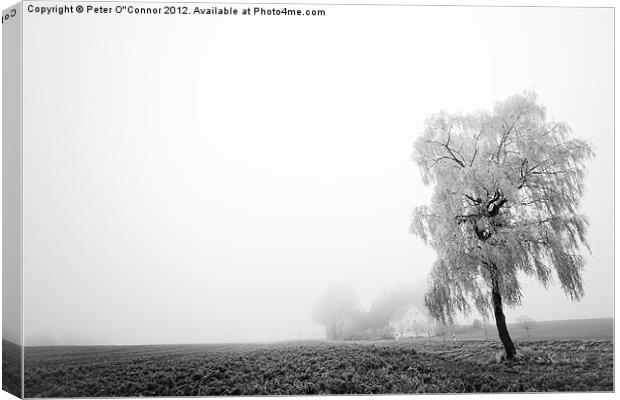 Misty Morning Farmland Canvas Print by Canvas Landscape Peter O'Connor