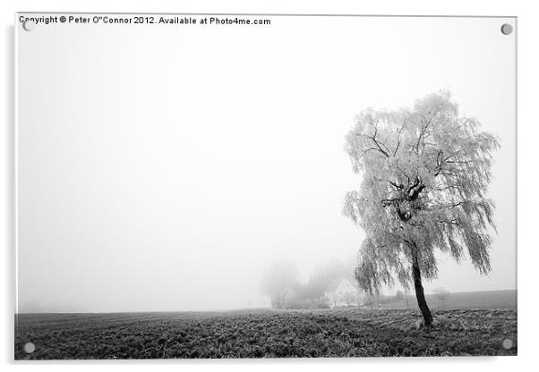 Misty Morning Farmland Acrylic by Canvas Landscape Peter O'Connor