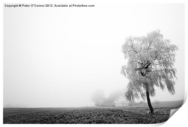 Misty Morning Farmland Print by Canvas Landscape Peter O'Connor