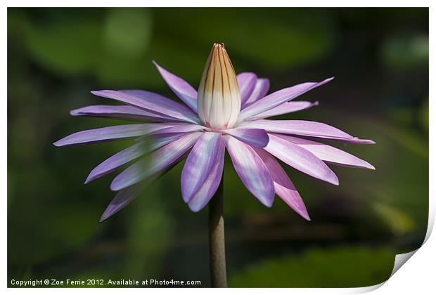 Waterlily Print by Zoe Ferrie