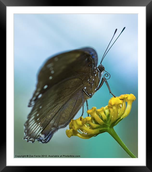 Butterfly on a Flower Framed Mounted Print by Zoe Ferrie