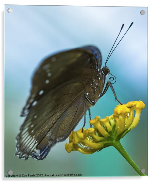 Butterfly on a Flower Acrylic by Zoe Ferrie