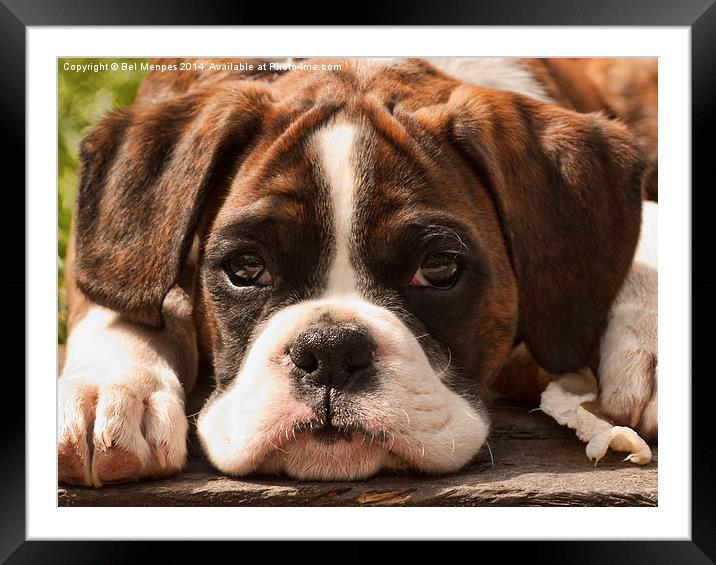 Alfie II Boxer Puppy Dog Framed Mounted Print by Bel Menpes