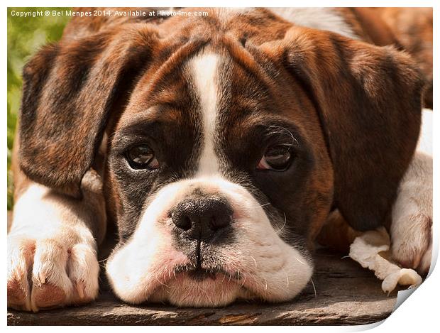 Alfie II Boxer Puppy Dog Print by Bel Menpes
