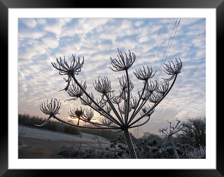 Mid Winter Framed Mounted Print by Noreen Linale