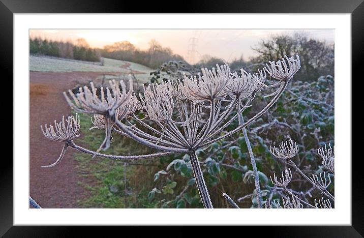 Frosty Sparkle Framed Mounted Print by Noreen Linale