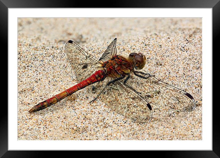 dragonfly - common darter Framed Mounted Print by Iain Lawrie
