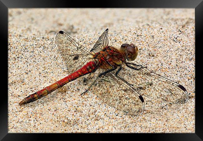 dragonfly - common darter Framed Print by Iain Lawrie