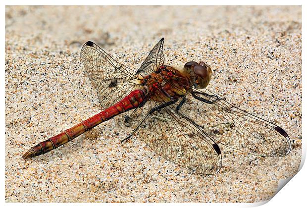 dragonfly - common darter Print by Iain Lawrie