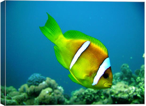 I found Nemo Canvas Print by Paul Hutchings 