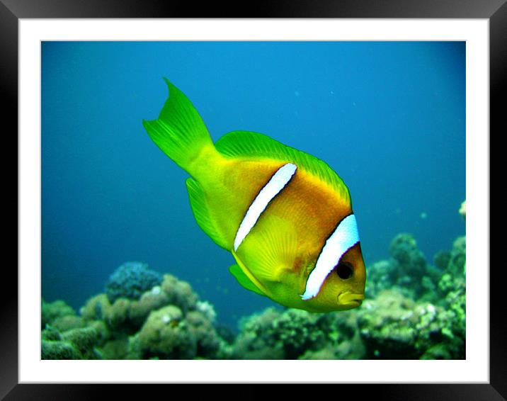 I found Nemo Framed Mounted Print by Paul Hutchings 