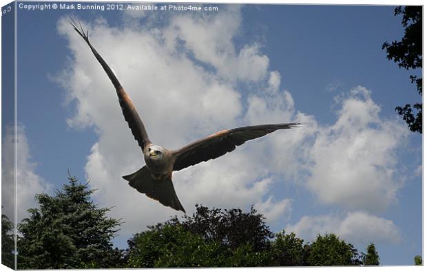 Incoming red kite Canvas Print by Mark Bunning