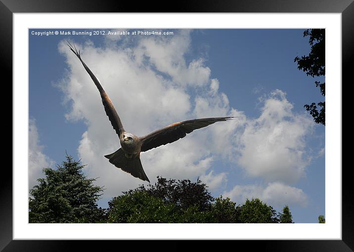 Incoming red kite Framed Mounted Print by Mark Bunning