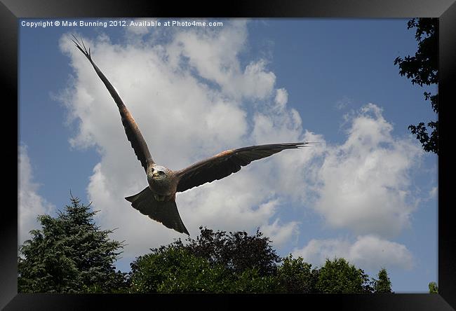 Incoming red kite Framed Print by Mark Bunning