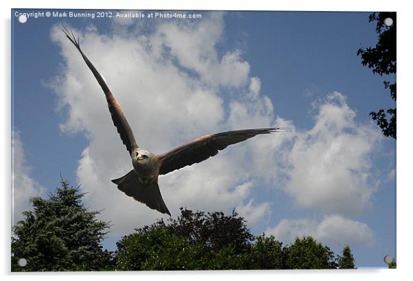 Incoming red kite Acrylic by Mark Bunning