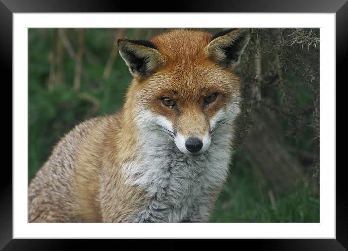 Sly Fox Framed Mounted Print by Richard Webb
