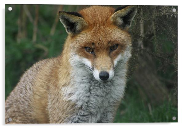 Sly Fox Acrylic by Richard Webb