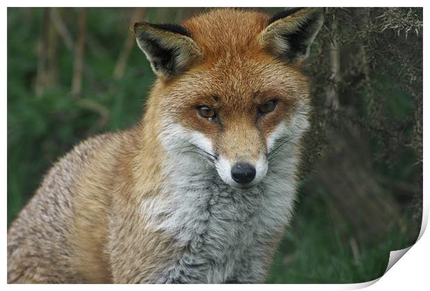 Sly Fox Print by Richard Webb