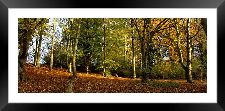 Melbourn woodland Framed Mounted Print by John Boekee