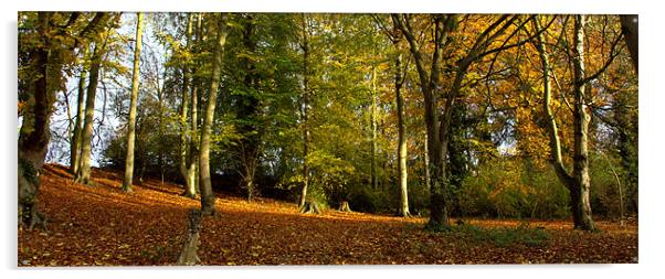 Melbourn woodland Acrylic by John Boekee