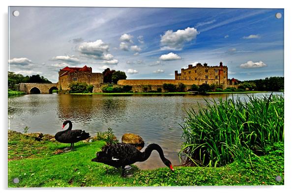 Black Swans at Leeds Castle II Acrylic by Bel Menpes