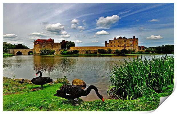 Black Swans at Leeds Castle II Print by Bel Menpes