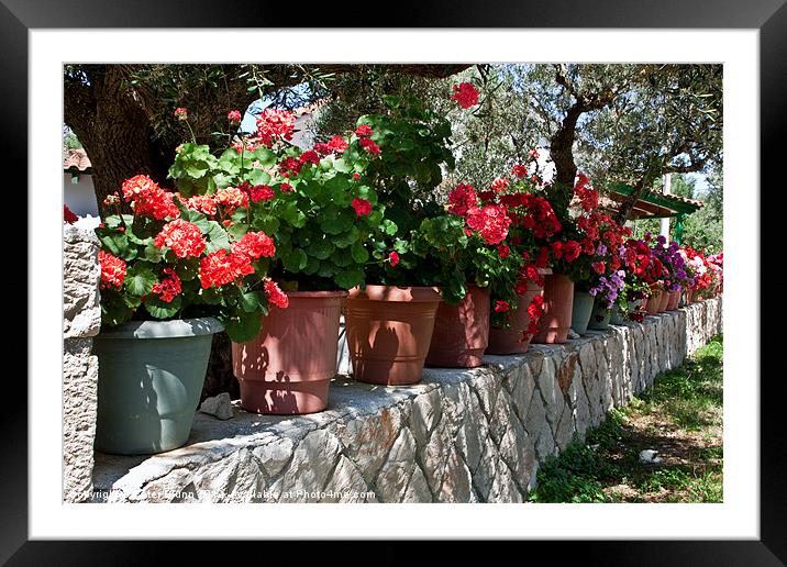 26 Flower Pots on a Greek Wall Framed Mounted Print by Peter Blunn