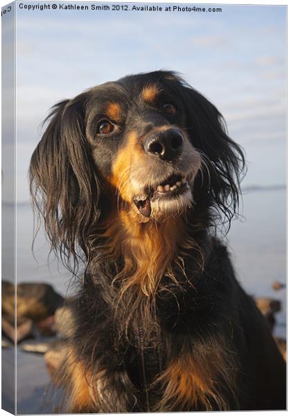 Smiling gordon setter mix dog Canvas Print by Kathleen Smith (kbhsphoto)